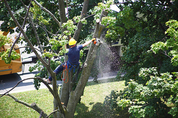Pest Control for Lawns in Burnt Store Marina, FL